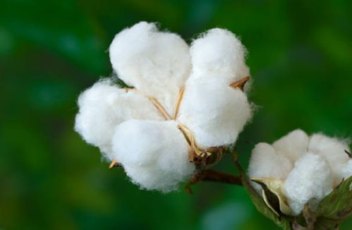 ¿Qué es el algodón?
