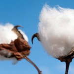 Todo sobre las propiedades del algodón