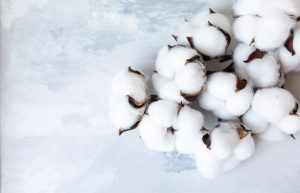 materia prima algodón